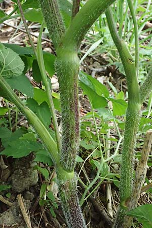 Chaerophyllum aromaticum \ Gewrz-Klberkropf, Duft-Klberkropf / Broad-Leaved Chervil, A Hollabrunn 10.7.2023