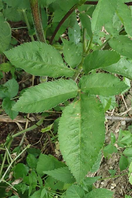 Chaerophyllum aromaticum \ Gewrz-Klberkropf, Duft-Klberkropf / Broad-Leaved Chervil, A Hollabrunn 10.7.2023