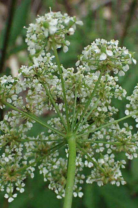 Chaerophyllum aromaticum \ Gewrz-Klberkropf, Duft-Klberkropf / Broad-Leaved Chervil, A Hollabrunn 10.7.2023