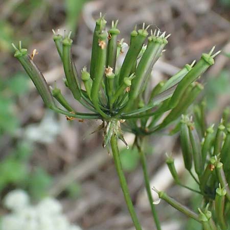 Chaerophyllum aromaticum \ Gewrz-Klberkropf, Duft-Klberkropf / Broad-Leaved Chervil, A Hollabrunn 10.7.2023