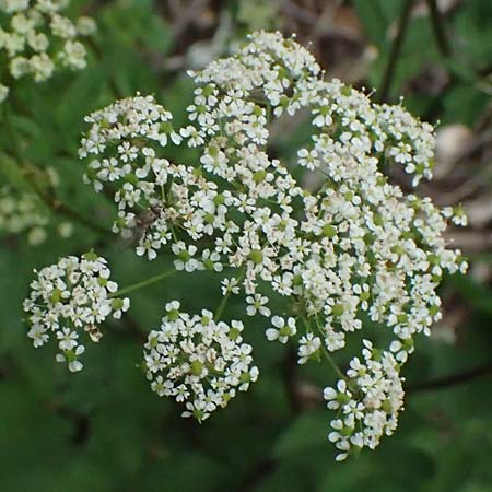 Chaerophyllum aromaticum \ Gewrz-Klberkropf, Duft-Klberkropf / Broad-Leaved Chervil, A Hollabrunn 10.7.2023