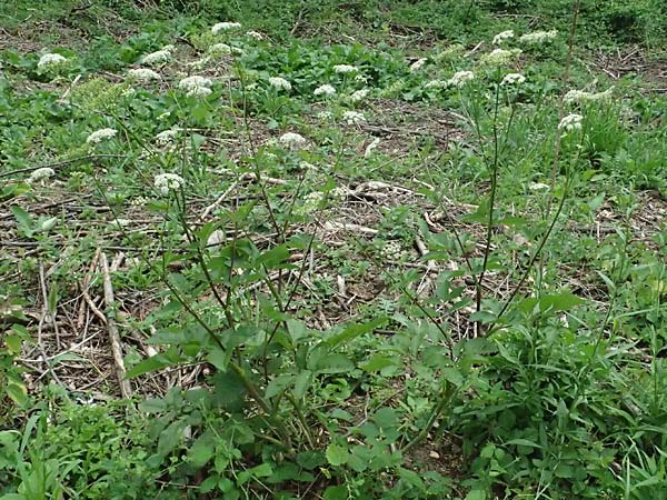 Chaerophyllum aromaticum \ Gewrz-Klberkropf, Duft-Klberkropf / Broad-Leaved Chervil, A Hollabrunn 10.7.2023