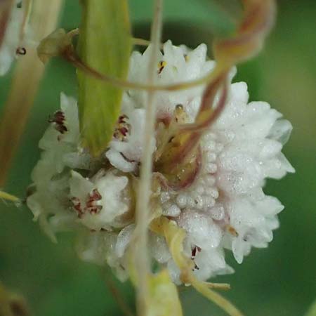 Cuscuta approximata \ Goldgelbe Seide / Alfalfa Dodder, A Seewinkel, Podersdorf 11.7.2023