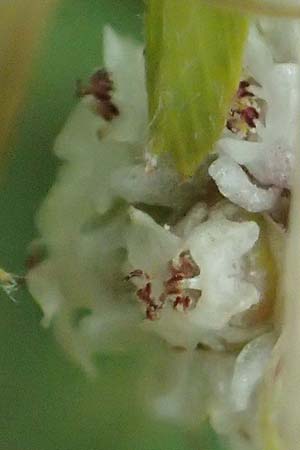 Cuscuta approximata \ Goldgelbe Seide / Alfalfa Dodder, A Seewinkel, Podersdorf 11.7.2023