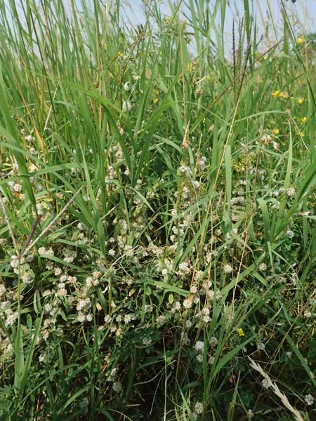Cuscuta approximata \ Goldgelbe Seide / Alfalfa Dodder, A Seewinkel, Podersdorf 11.7.2023