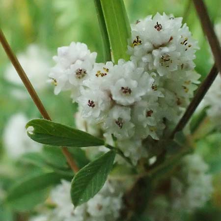 Cuscuta approximata \ Goldgelbe Seide / Alfalfa Dodder, A Seewinkel, Podersdorf 11.7.2023