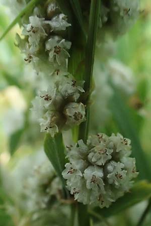 Cuscuta approximata \ Goldgelbe Seide / Alfalfa Dodder, A Seewinkel, Podersdorf 11.7.2023