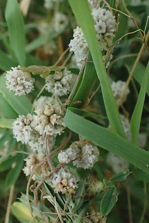 Cuscuta approximata \ Goldgelbe Seide / Alfalfa Dodder, A Seewinkel, Podersdorf 11.7.2023