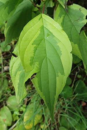 Cornus alba agg. \ Tatarischer Hartriegel / Red-Barked Dogwood, Siberian Dogwood, A St. Gallen im Gesäuse 4.7.2024