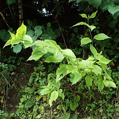 Cornus alba agg. \ Tatarischer Hartriegel / Red-Barked Dogwood, Siberian Dogwood, A St. Gallen im Gesäuse 4.7.2024