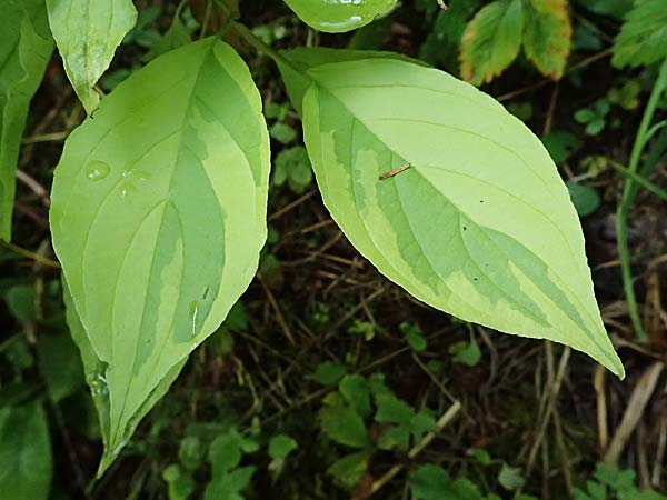 Cornus alba agg. \ Tatarischer Hartriegel / Red-Barked Dogwood, Siberian Dogwood, A St. Gallen im Gesäuse 4.7.2024