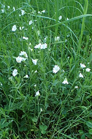 Cerastium arvense \ Acker-Hornkraut / Field Mouse-Ear, A Hainburg 10.5.2025