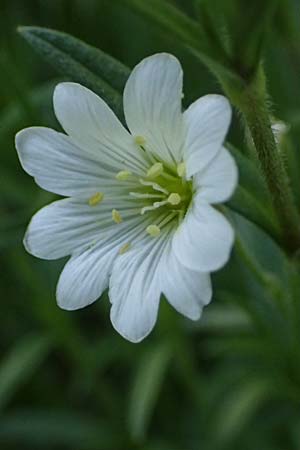 Cerastium arvense \ Acker-Hornkraut / Field Mouse-Ear, A Hainburg 10.5.2025