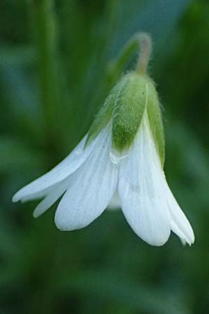 Cerastium arvense \ Acker-Hornkraut / Field Mouse-Ear, A Hainburg 10.5.2025