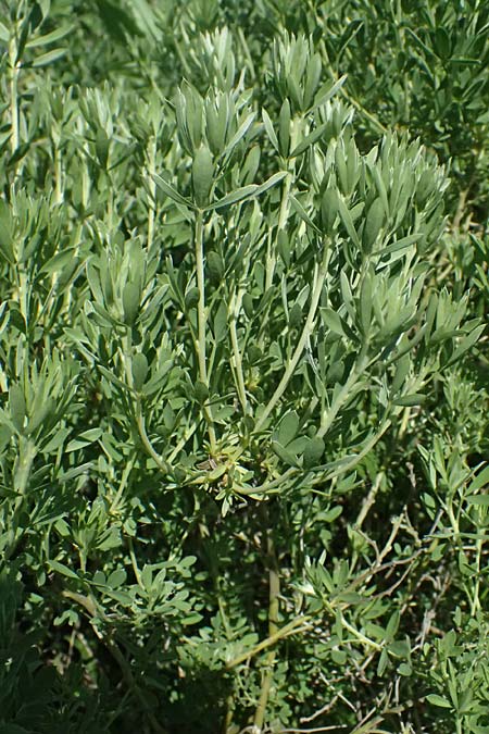 Cytisus austriacus \ �sterreichischer Zwerg-Gei�klee, A Wien 11.5.2025