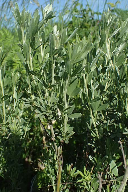 Cytisus austriacus \ �sterreichischer Zwerg-Gei�klee, A Wien 11.5.2025
