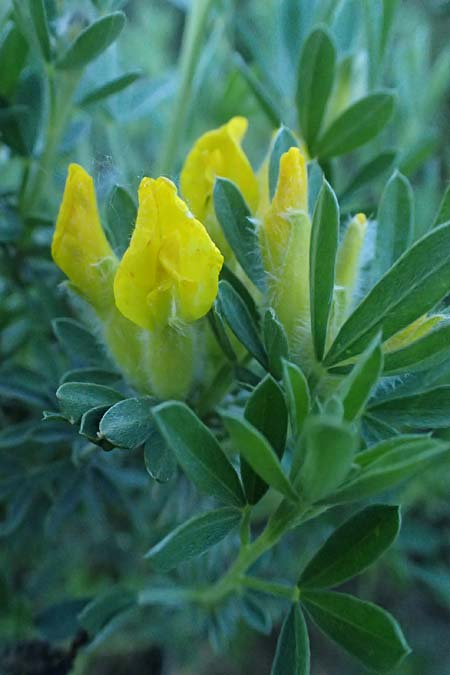 Cytisus austriacus \ �sterreichischer Zwerg-Gei�klee, A Wien 11.5.2025