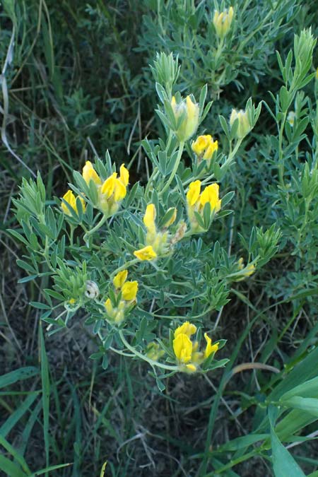 Cytisus austriacus \ �sterreichischer Zwerg-Gei�klee, A Wien 11.5.2025