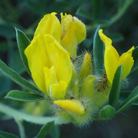 Cytisus austriacus \ �sterreichischer Zwerg-Gei�klee, A Wien 11.5.2025