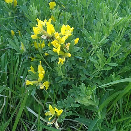 Cytisus austriacus \ �sterreichischer Zwerg-Gei�klee, A Wien 11.5.2025