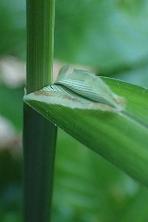Carex agastachys \ &Ouml;stliche H&auml;nge-Segge / Eastern Pendulous Sedge, Eastern Hanging Sedge, A Wien,  Lainzer Tiergarten 12.5.2025
