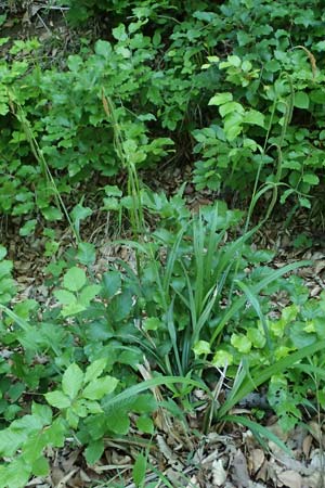 Carex agastachys \ &Ouml;stliche H&auml;nge-Segge / Eastern Pendulous Sedge, Eastern Hanging Sedge, A Wien,  Lainzer Tiergarten 12.5.2025