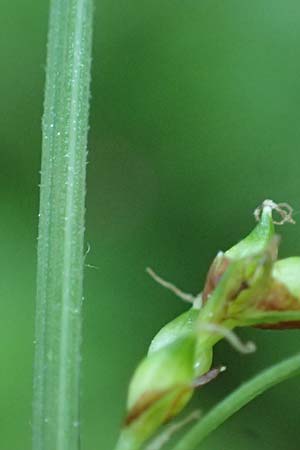 Carex agastachys \ &Ouml;stliche H&auml;nge-Segge / Eastern Pendulous Sedge, Eastern Hanging Sedge, A Wien,  Lainzer Tiergarten 12.5.2025
