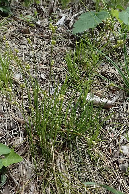 Carex alba \ Weie Segge / White Sedge, A Bad Vöslau 12.5.2025