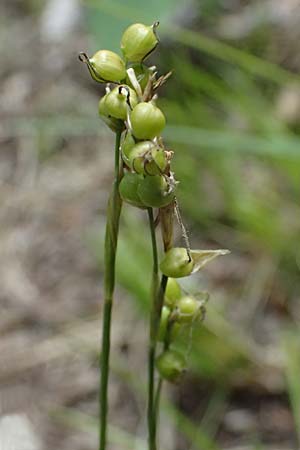 Carex alba \ Weie Segge / White Sedge, A Bad Vöslau 12.5.2025