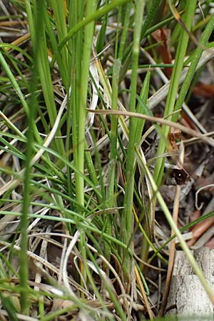 Carex alba \ Weie Segge / White Sedge, A Bad Vöslau 12.5.2025