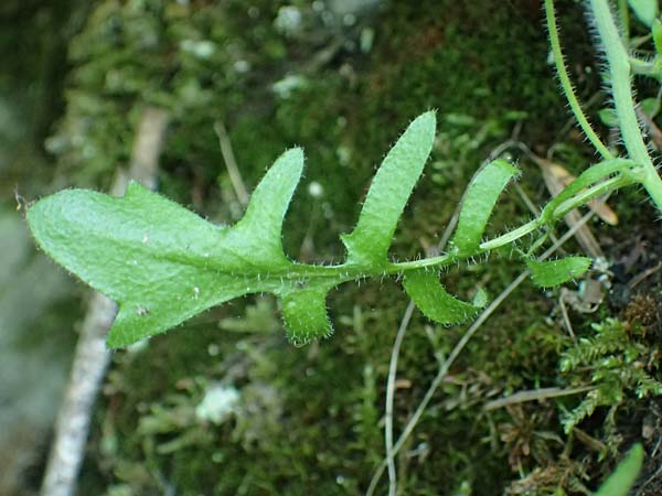 Arabidopsis arenosa \ Sand- / Sand Rock-Cress, A Fronleiten 13.5.2025