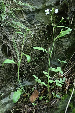 Arabidopsis arenosa \ Sand- / Sand Rock-Cress, A Fronleiten 13.5.2025