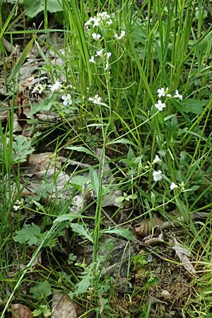 Arabidopsis arenosa \ Sand- / Sand Rock-Cress, A Fronleiten 13.5.2025