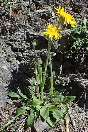 Crepis alpestris \ Alpen-Pippau, Voralpen-Pippau / Alpine Hawk's-Beard, A Osttirol, Matrei 14.5.2025