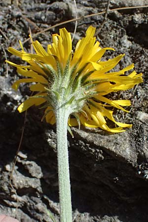Crepis alpestris \ Alpen-Pippau, Voralpen-Pippau / Alpine Hawk's-Beard, A Osttirol, Matrei 14.5.2025