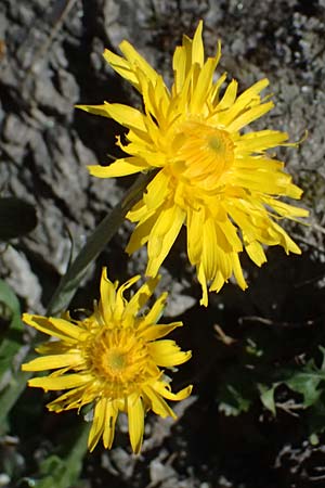 Crepis alpestris \ Alpen-Pippau, Voralpen-Pippau / Alpine Hawk's-Beard, A Osttirol, Matrei 14.5.2025