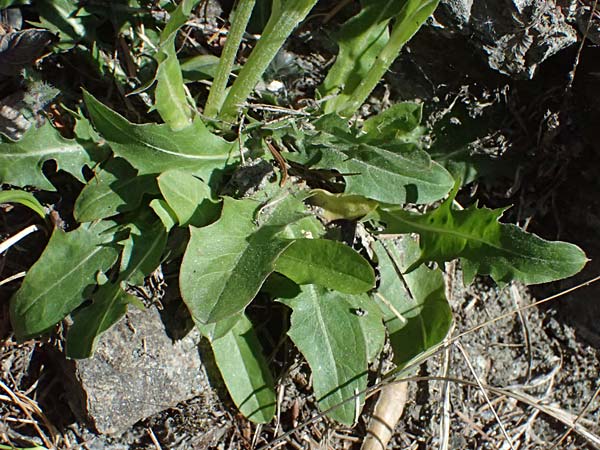 Crepis alpestris \ Alpen-Pippau, Voralpen-Pippau / Alpine Hawk's-Beard, A Osttirol, Matrei 14.5.2025