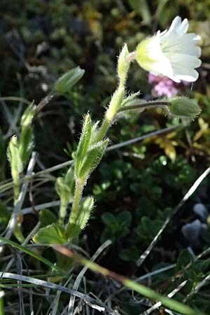 Cerastium alpinum \ Alpen-Hornkraut / Alpine Mouse-Ear, A Bad Gastein 29.6.2025