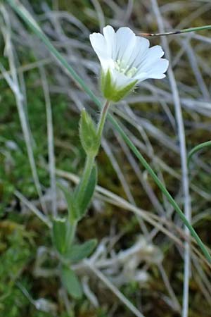 Cerastium alpinum \ Alpen-Hornkraut / Alpine Mouse-Ear, A Bad Gastein 29.6.2025