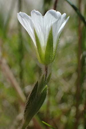 Cerastium alpinum \ Alpen-Hornkraut / Alpine Mouse-Ear, A Bad Gastein 29.6.2025