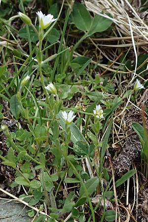 Cerastium fontanum \ Quell-Hornkraut / Common Mouse-Ear, A Großglockner 30.6.2025