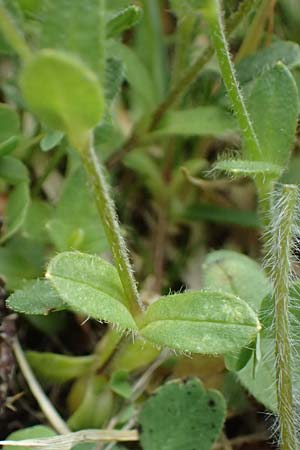 Cerastium fontanum \ Quell-Hornkraut / Common Mouse-Ear, A Großglockner 30.6.2025