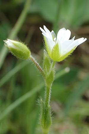 Cerastium fontanum \ Quell-Hornkraut / Common Mouse-Ear, A Großglockner 30.6.2025