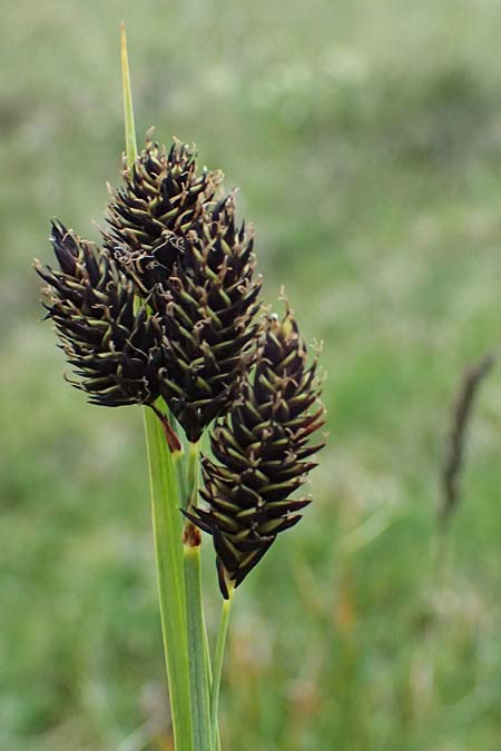 Carex atrata \ Geschwrzte Segge / Black Alpine Sedge, A Großglockner 30.6.2025