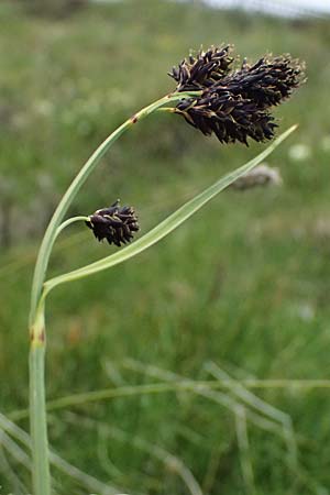 Carex atrata \ Geschwrzte Segge / Black Alpine Sedge, A Großglockner 30.6.2025