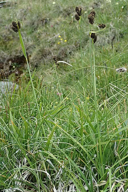 Carex atrata \ Geschwrzte Segge / Black Alpine Sedge, A Großglockner 30.6.2025