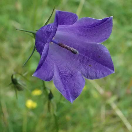 Campanula scheuchzeri \ Scheuchzers Glockenblume / Scheuchzer's Bellflower, A Felbertal, Hintersee 4.7.2025