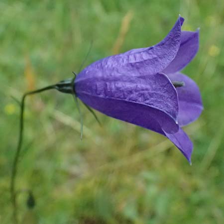 Campanula scheuchzeri \ Scheuchzers Glockenblume / Scheuchzer's Bellflower, A Felbertal, Hintersee 4.7.2025