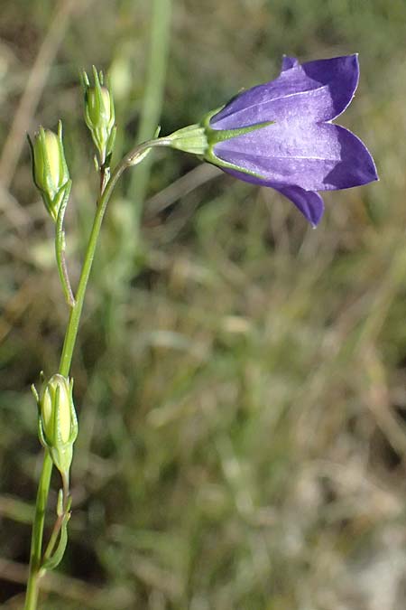 Campanula moravica subsp. xylorrhiza \ M&auml;hrische Glockenblume, Hohlwurzel-Glockenblume / Moravian Bellflower, A Bisamberg 12.8.2025