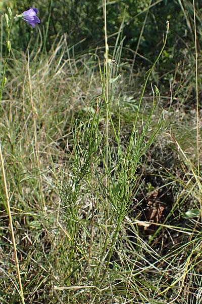 Campanula moravica subsp. xylorrhiza \ M&auml;hrische Glockenblume, Hohlwurzel-Glockenblume / Moravian Bellflower, A Bisamberg 12.8.2025